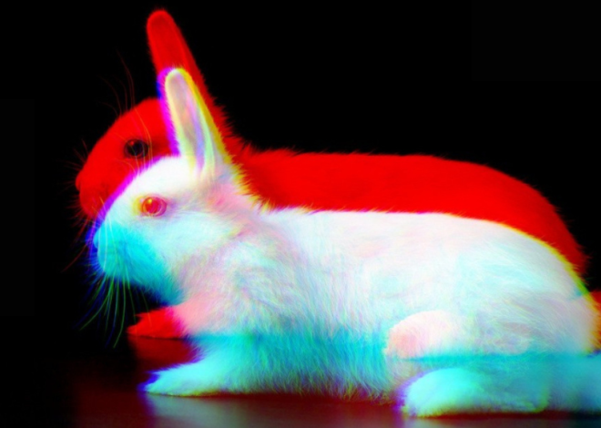 Kıtaları Aşan Bir Deney: “BEYAZ TAVŞAN KIRMIZI TAVŞAN”